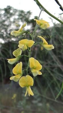  Inflorescence (Raceme)